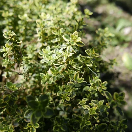 Quater - Tremezzina * Mezzegra