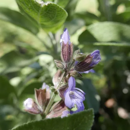 Feriehus Quater - Tremezzina