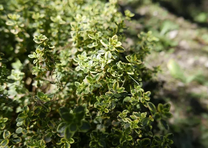 Quater - Tremezzina * 梅泽格拉