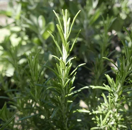 Quater - Tremezzina 度假居 *